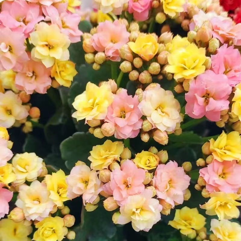 变色龙长寿花盆栽重瓣大花带花原盆四季室内开花开花基地花卉植物
