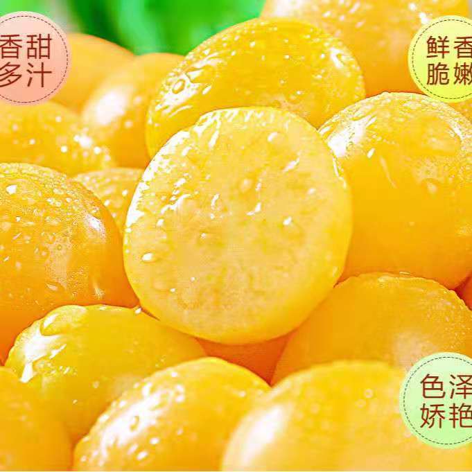 黄姑娘果【云南姑娘果】鲜甜云南特产黄菇娘果灯笼果新鲜产地直发