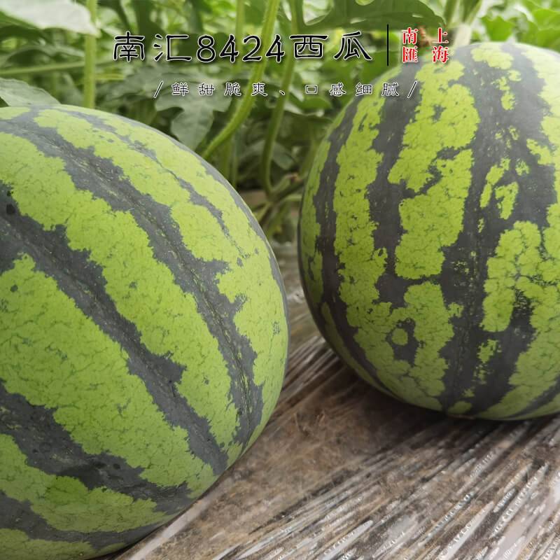 南汇8424西瓜 2只装/4只装