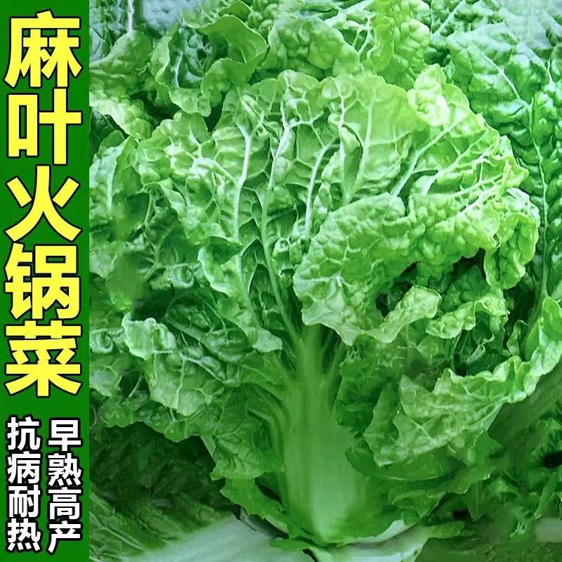火锅白菜种子叶多无筋抗病早熟秋季播大田麻叶大白菜蔬菜种子菜园