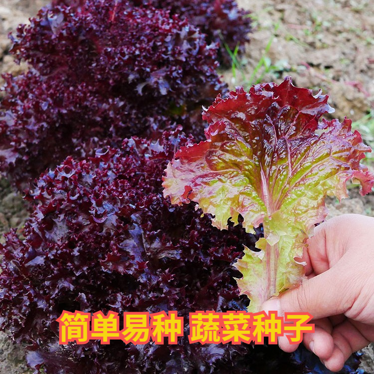 紫生菜种子种籽大全苗奶油盆栽四季罗马秧菜苗带根蔬菜幼苗孑紫叶