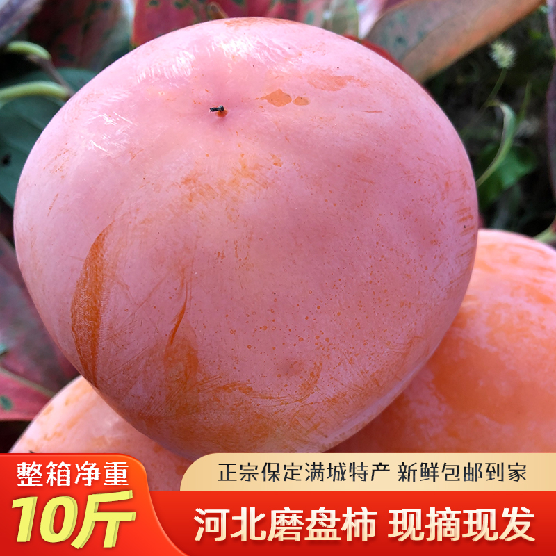 河北保定特产正宗磨盘柿子新鲜现摘现发软甜冻柿子净重10斤整箱