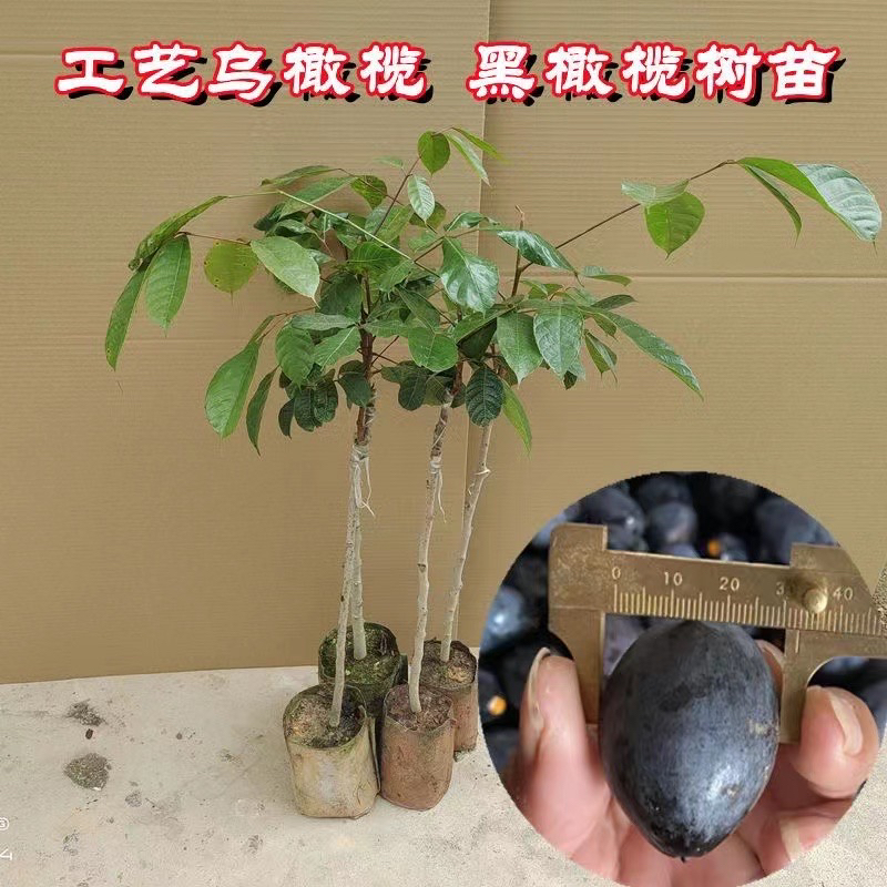 黑橄榄苗 嫁接苗结果快
