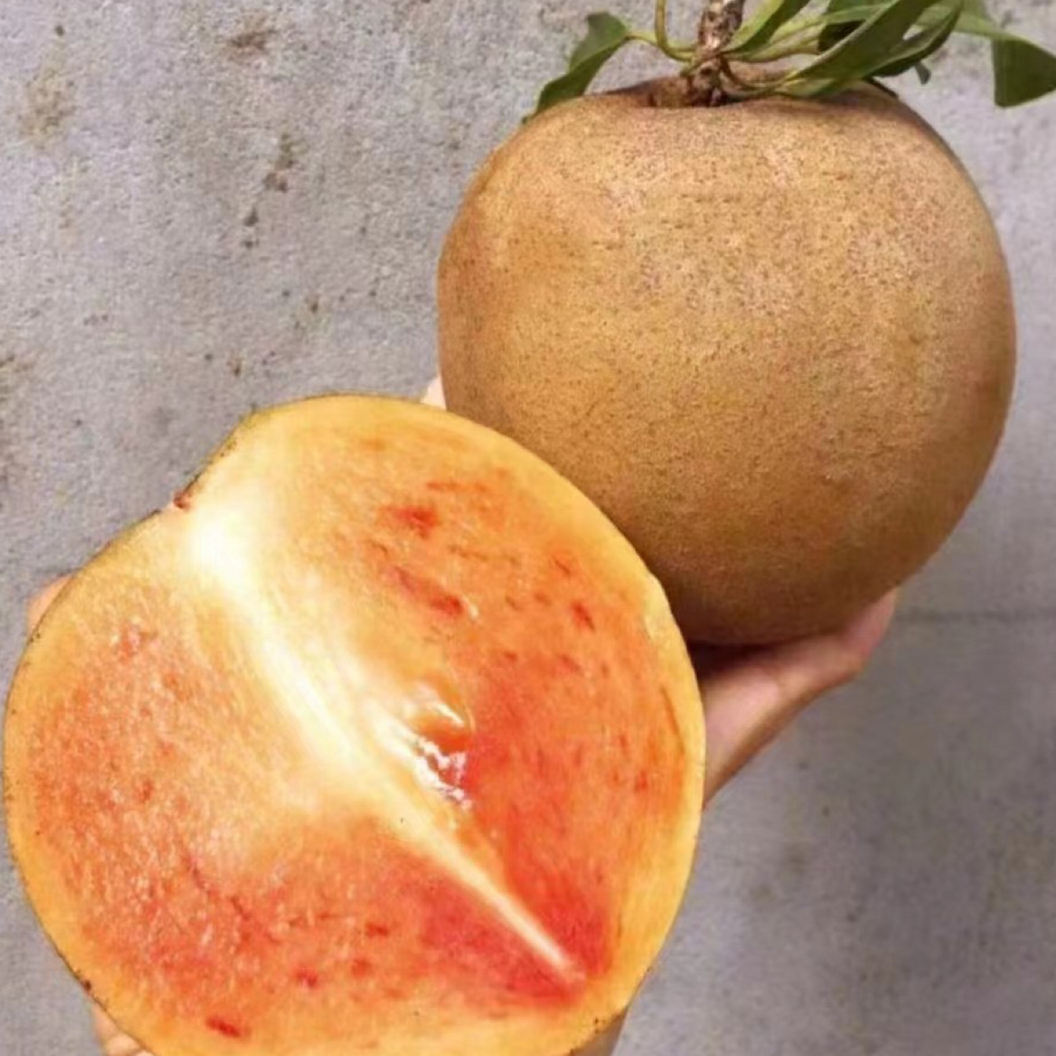 墨西哥圆大果人心果苗改良新品种纯甜细腻可口南北种植阳台楼顶