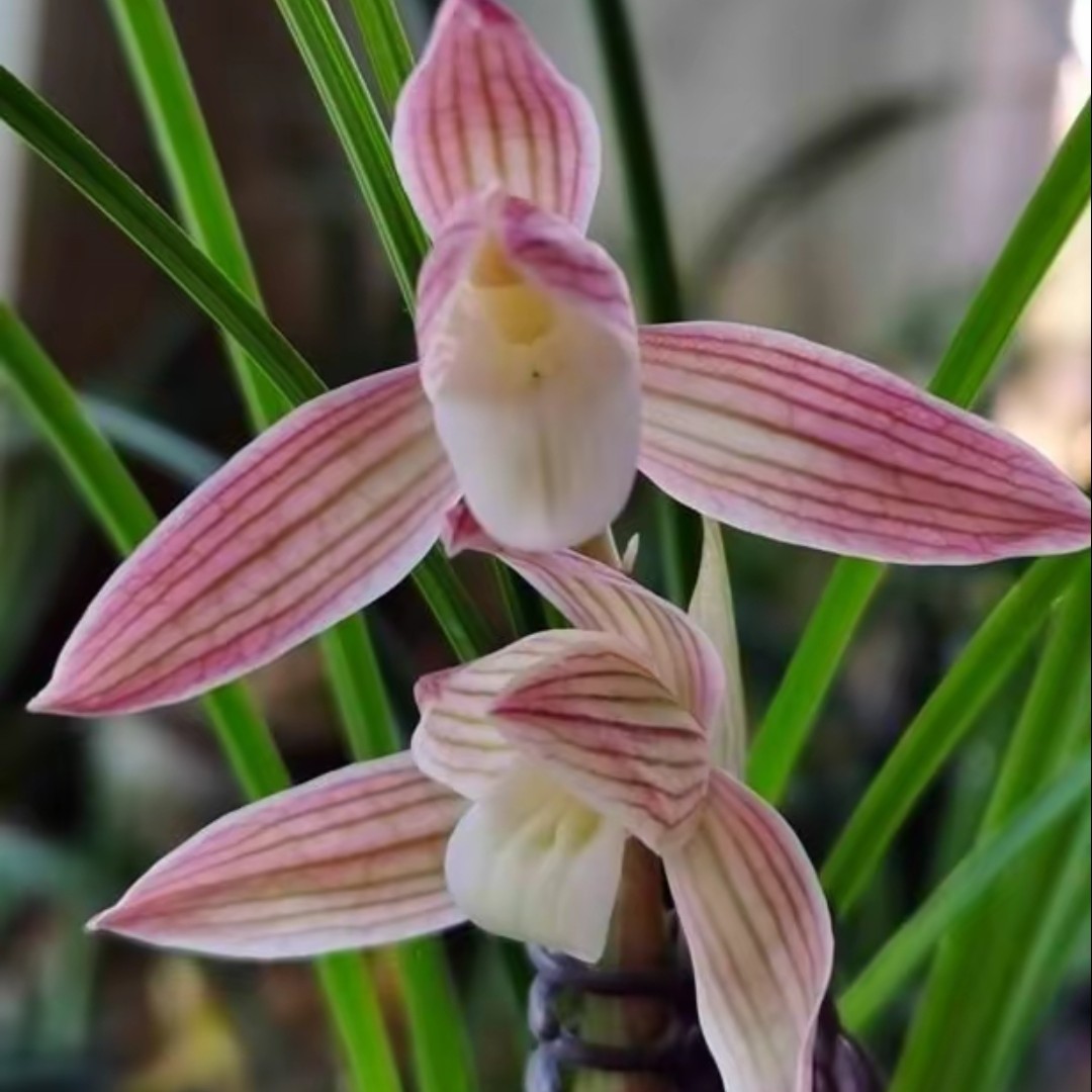 云南莲瓣兰精品兰花