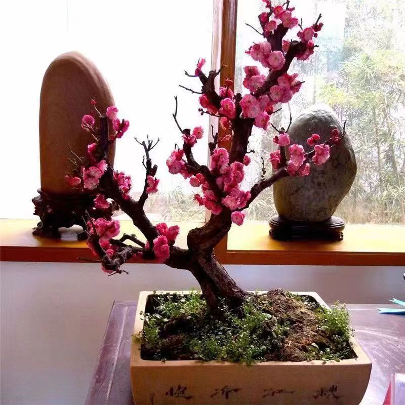 【10-280】一物一拍梅花盆景盆栽地栽南北方栽种耐寒耐晒