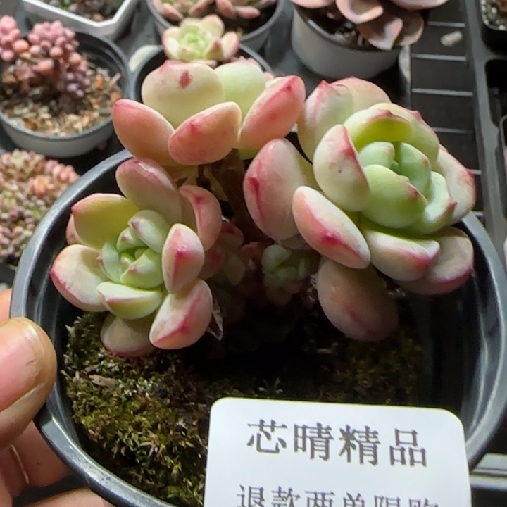 闪购精品多肉51号香草