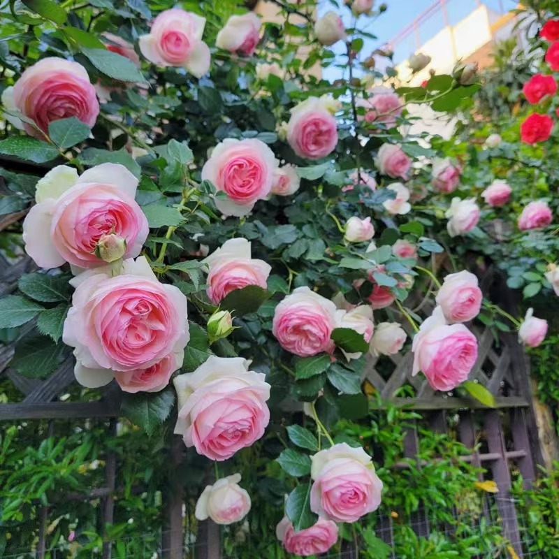 1.5米-2米高 藤本月季花苗大花浓香型庭院地栽盆栽爬藤蔷薇四季开