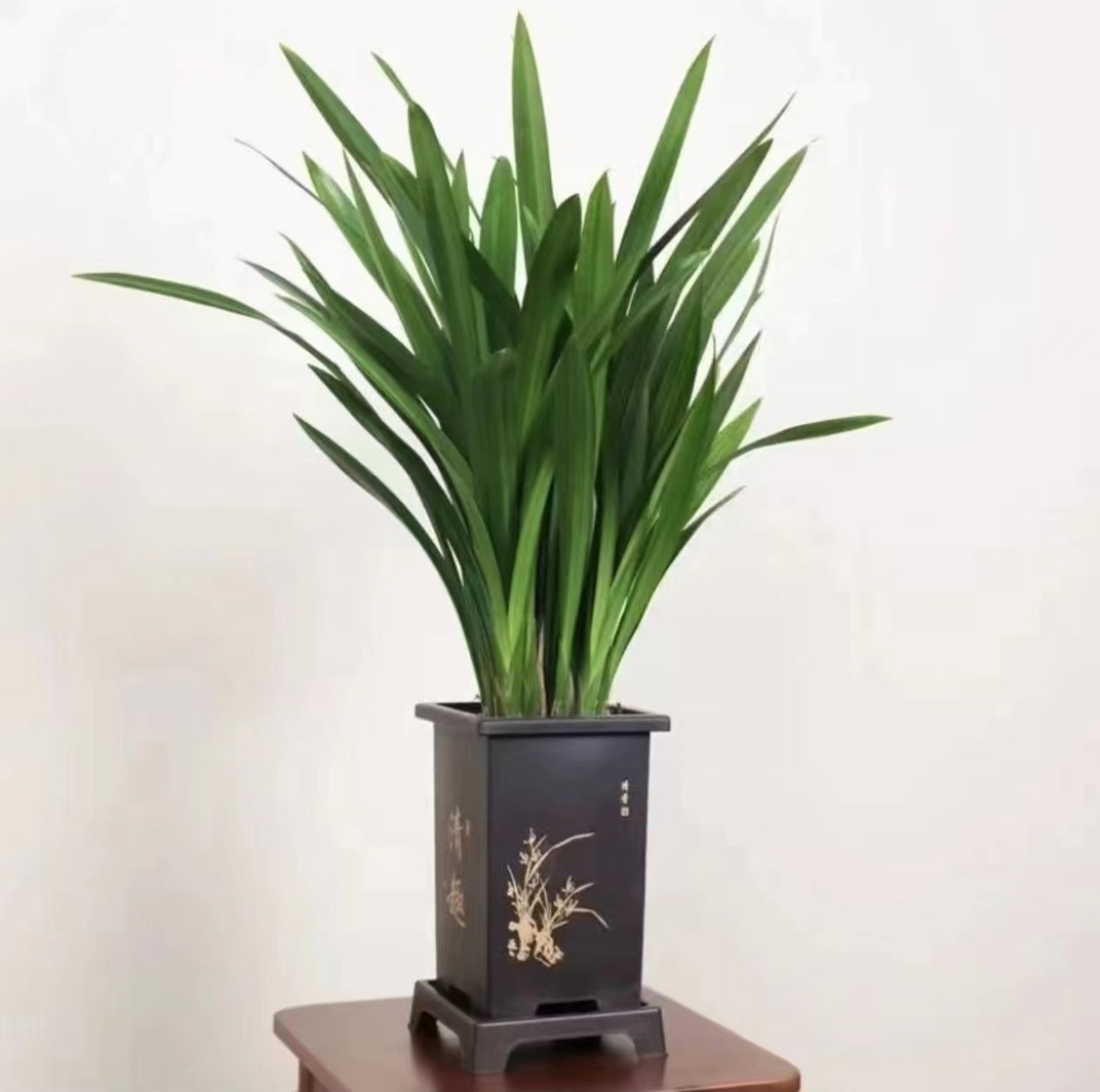 墨兰盆栽花卉室内客厅阳台好养易活冬季开花观花植物兰花观叶绿植