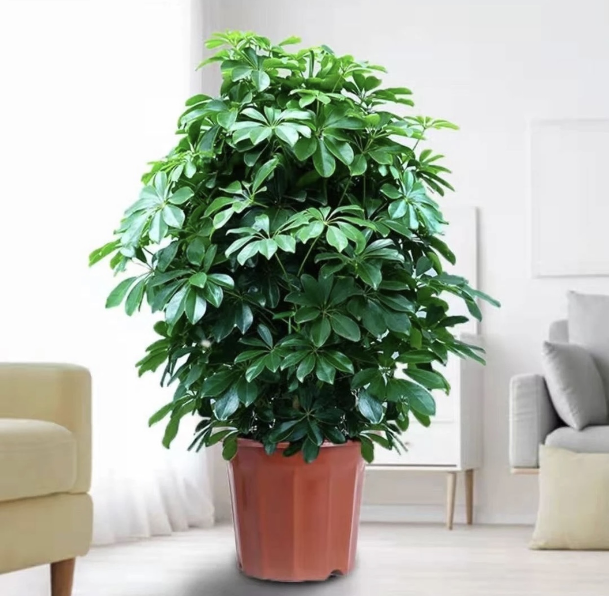 八方来财绿植盆栽室内桌面鸭脚木盆栽七叶莲客厅阳台好养易活植物