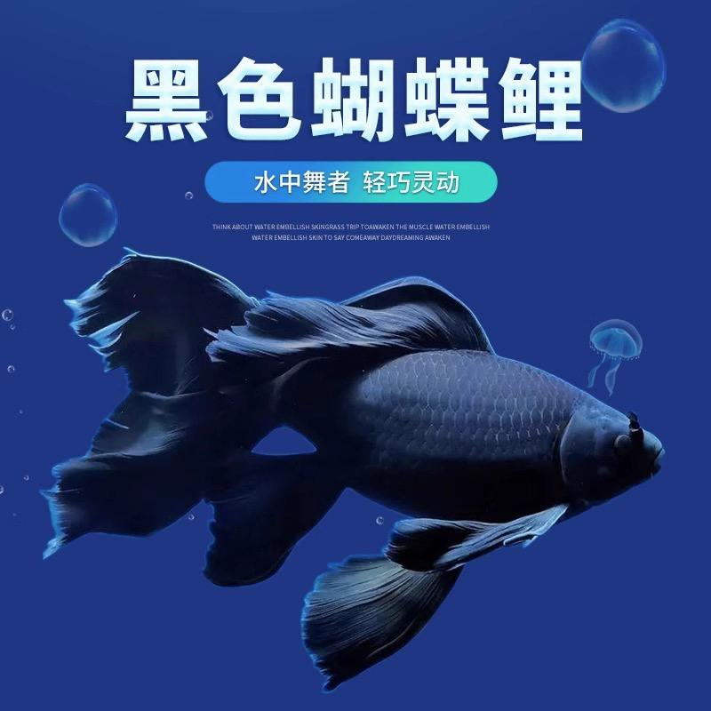 台湾黑色蝴蝶鲤墨蝶好混养耐活短身冷淡水小鱼观赏鱼苗活体包邮