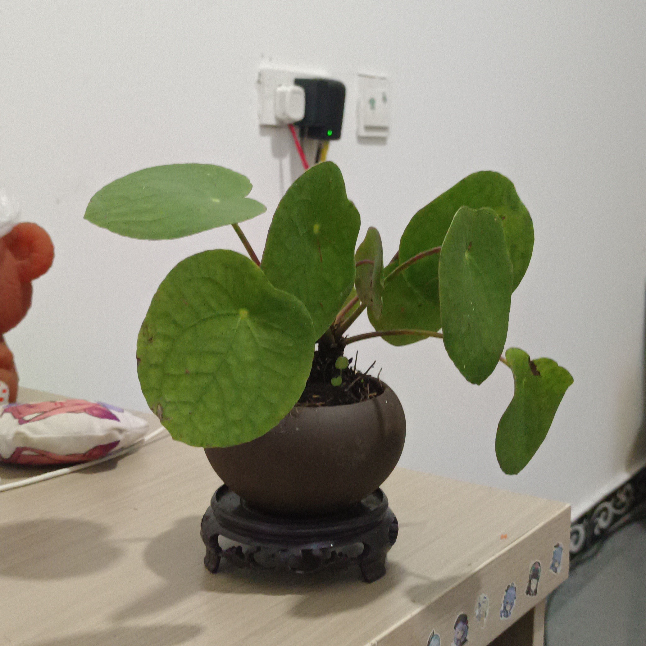 观赏植物类镜面草