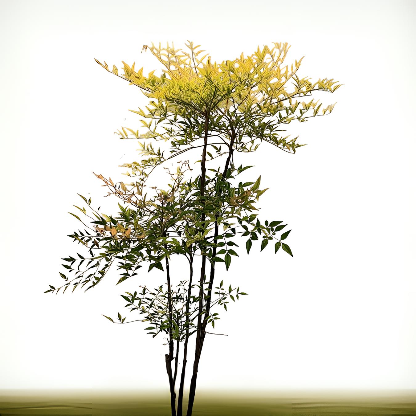 冬季火焰红南天竹盆栽室内外观叶绿植庭院老桩盆景