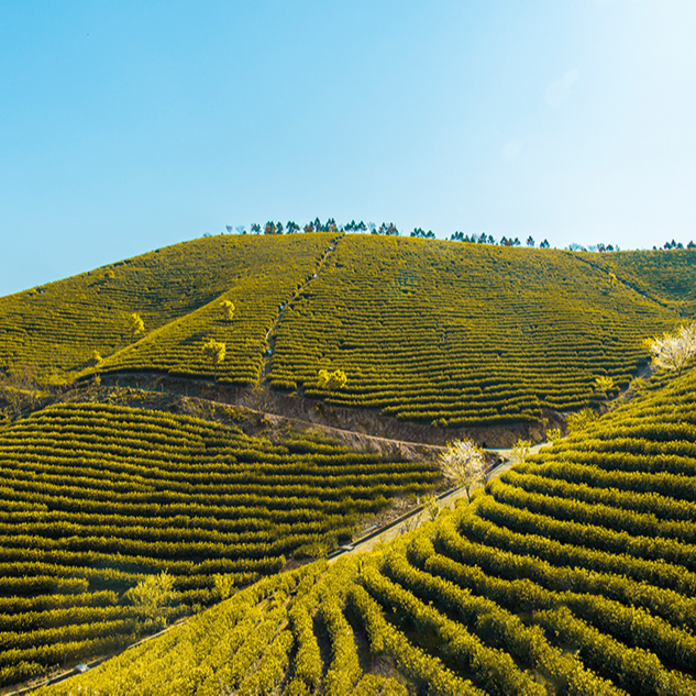 【年终清仓第二款】 广德黄金芽 H99原产地 春茶 高山茶