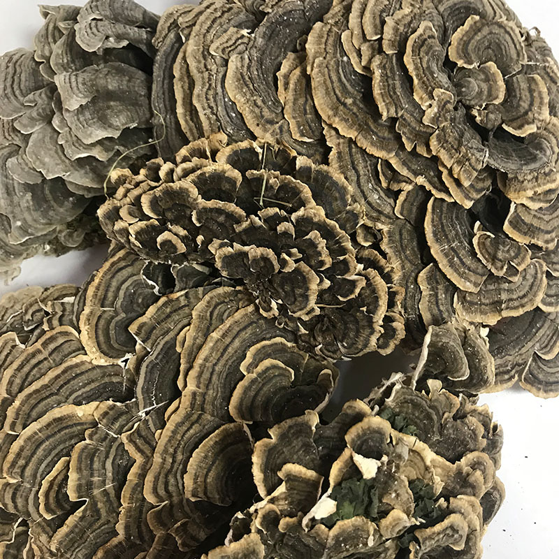 【山珍佬】野生云芝灵芝 