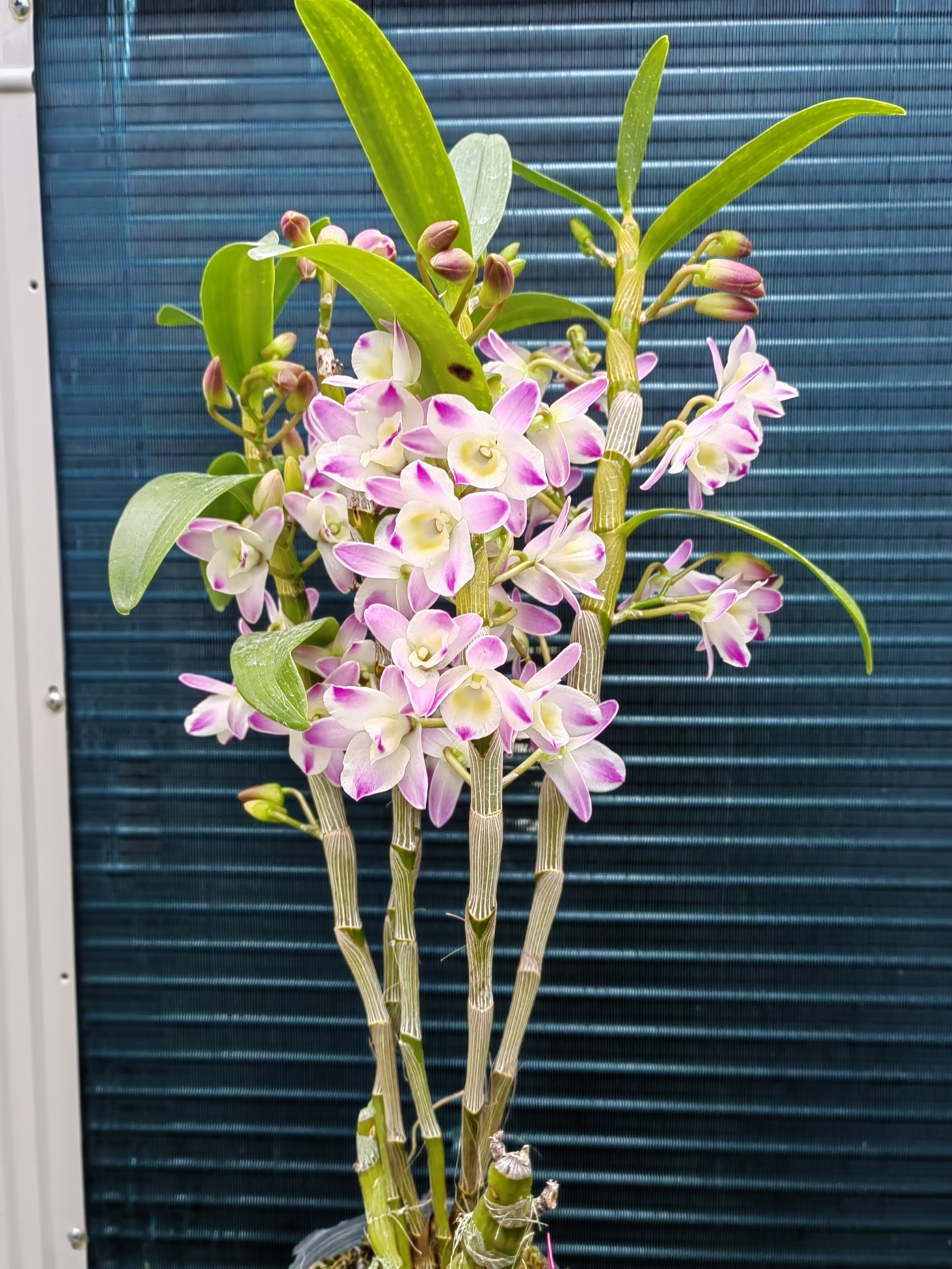 石斛兰中华梦盆栽一物一拍