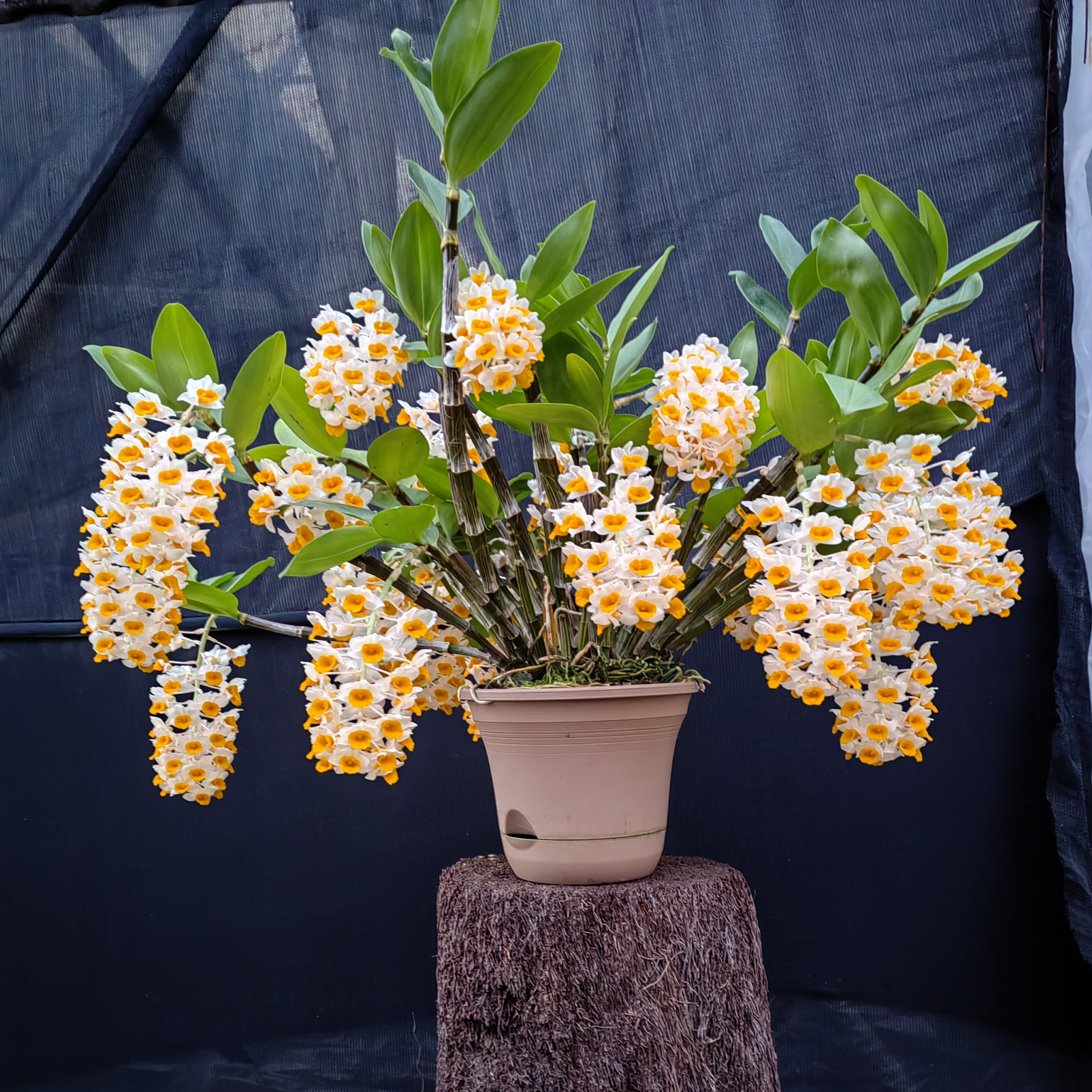 球花石斛兰，一物一拍，花苞和已开的状态，运输过程中难免有损伤