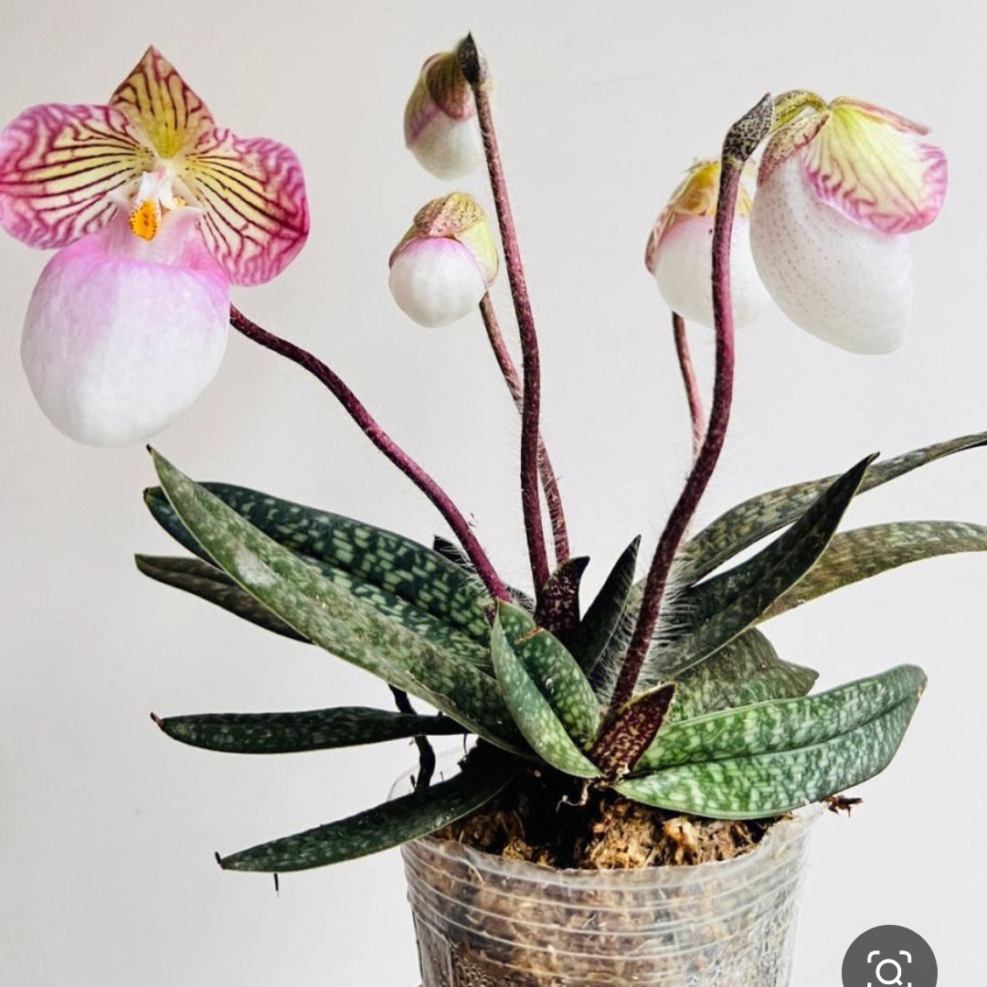 各种绿植一物一拍