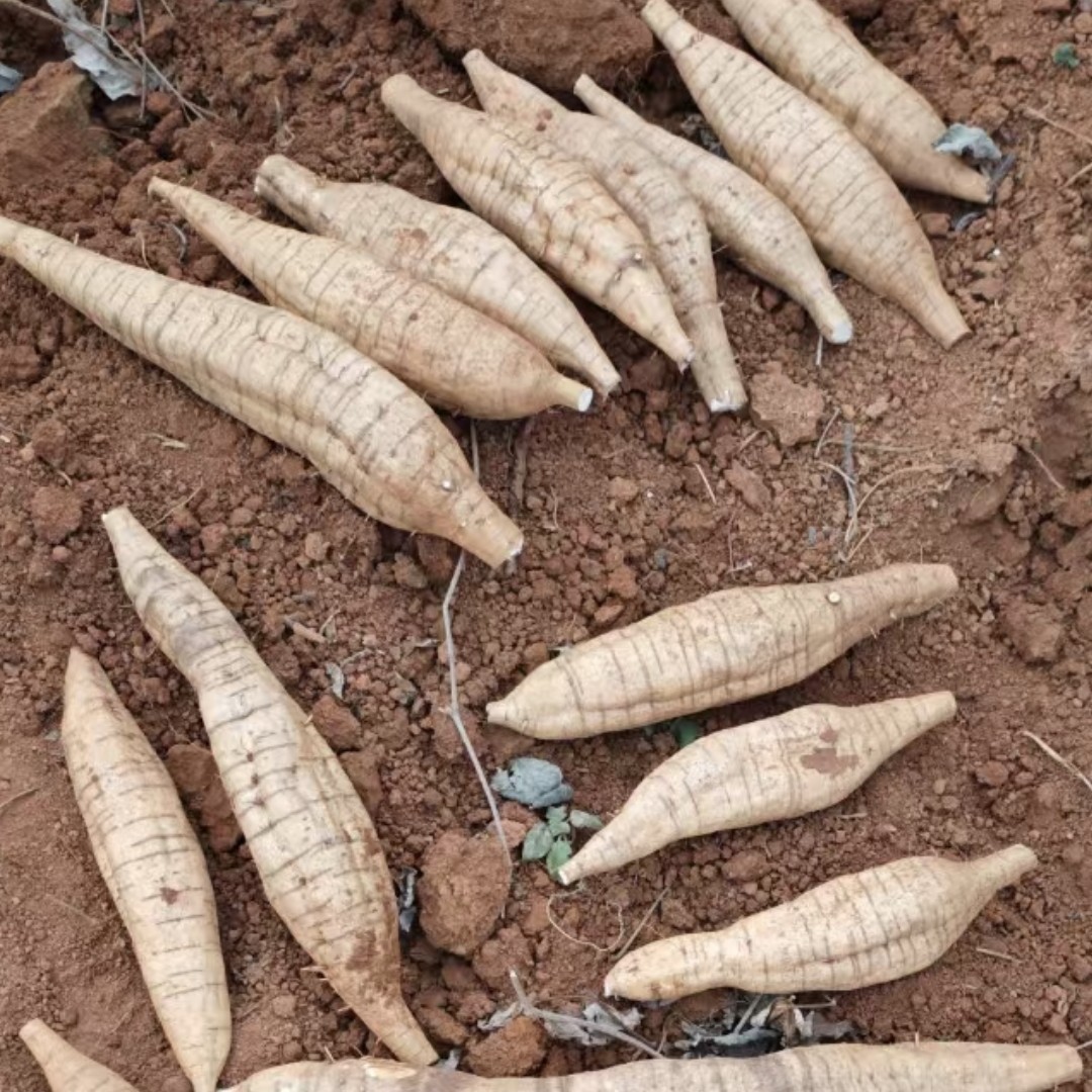 连州高山粉甜粉葛