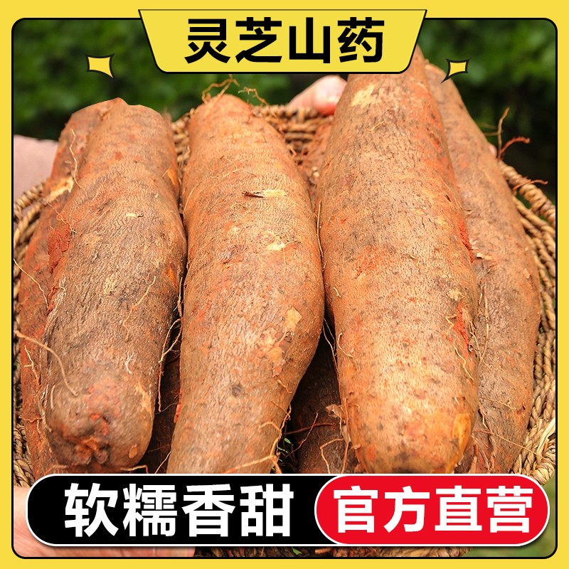 【官方直营】灵芝山药新鲜应季蔬菜现挖现发新鲜山药3斤5斤山药包邮
