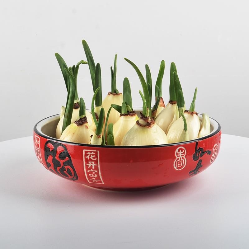 国产水仙花种球水养水培花卉植物室内花好养易活花卉耐寒种球水仙