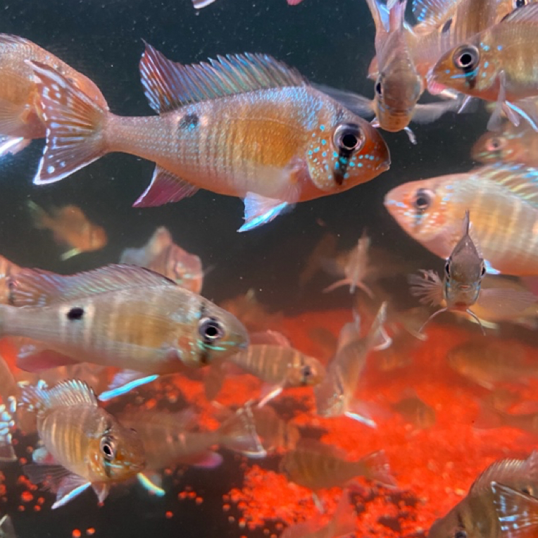 南美鱼圣塔伦月亮宝石食土鲷鱼苗活体热带观赏鱼包邮包损