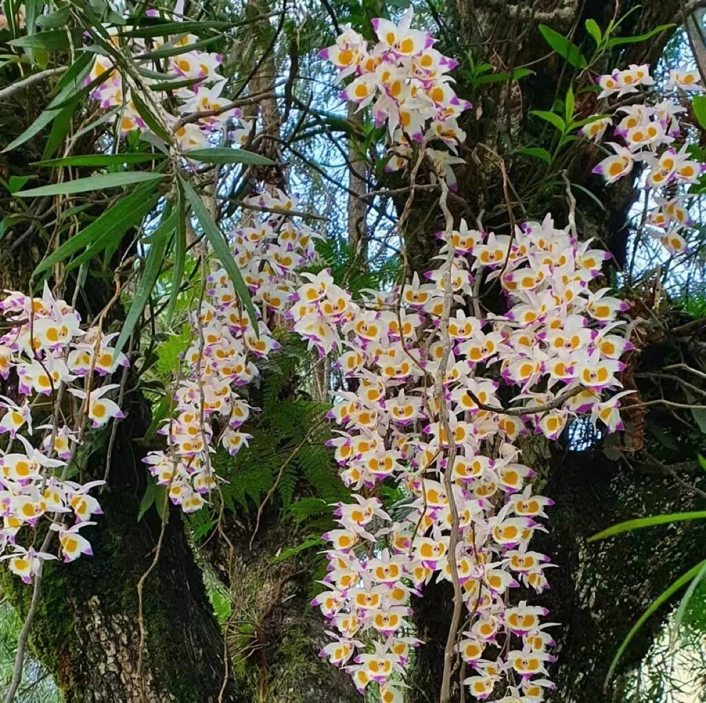 紫皮原种木桩种植（3-5月花期，开花时间长，开花香）