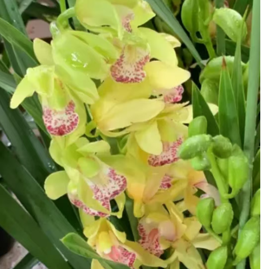 绿洲寒兰（9-12月花期，开花时间长，开花好看，易养）