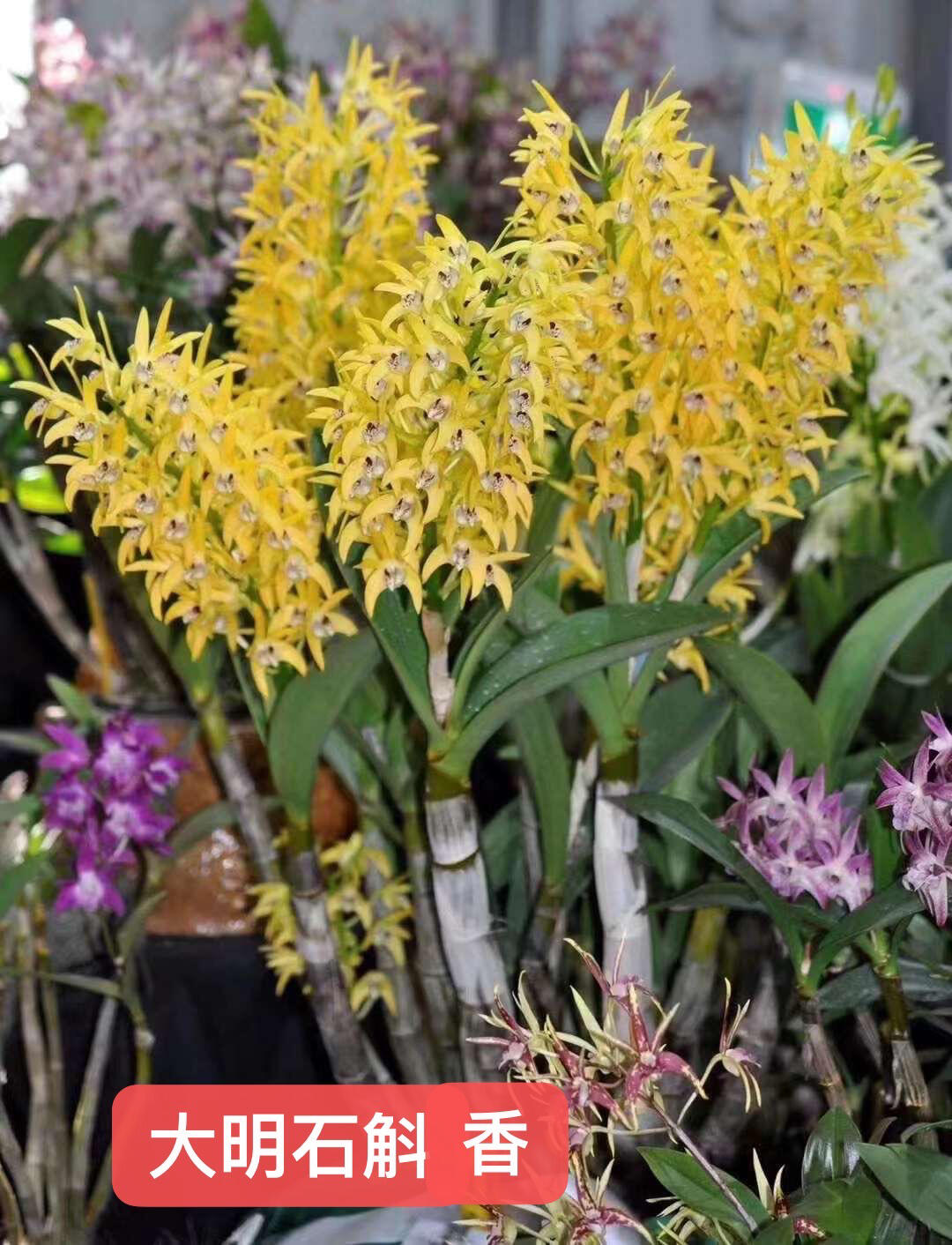 白天鹅黄大明组合石斛【花期1-3月，开花艳丽，大气高雅】室内室外
