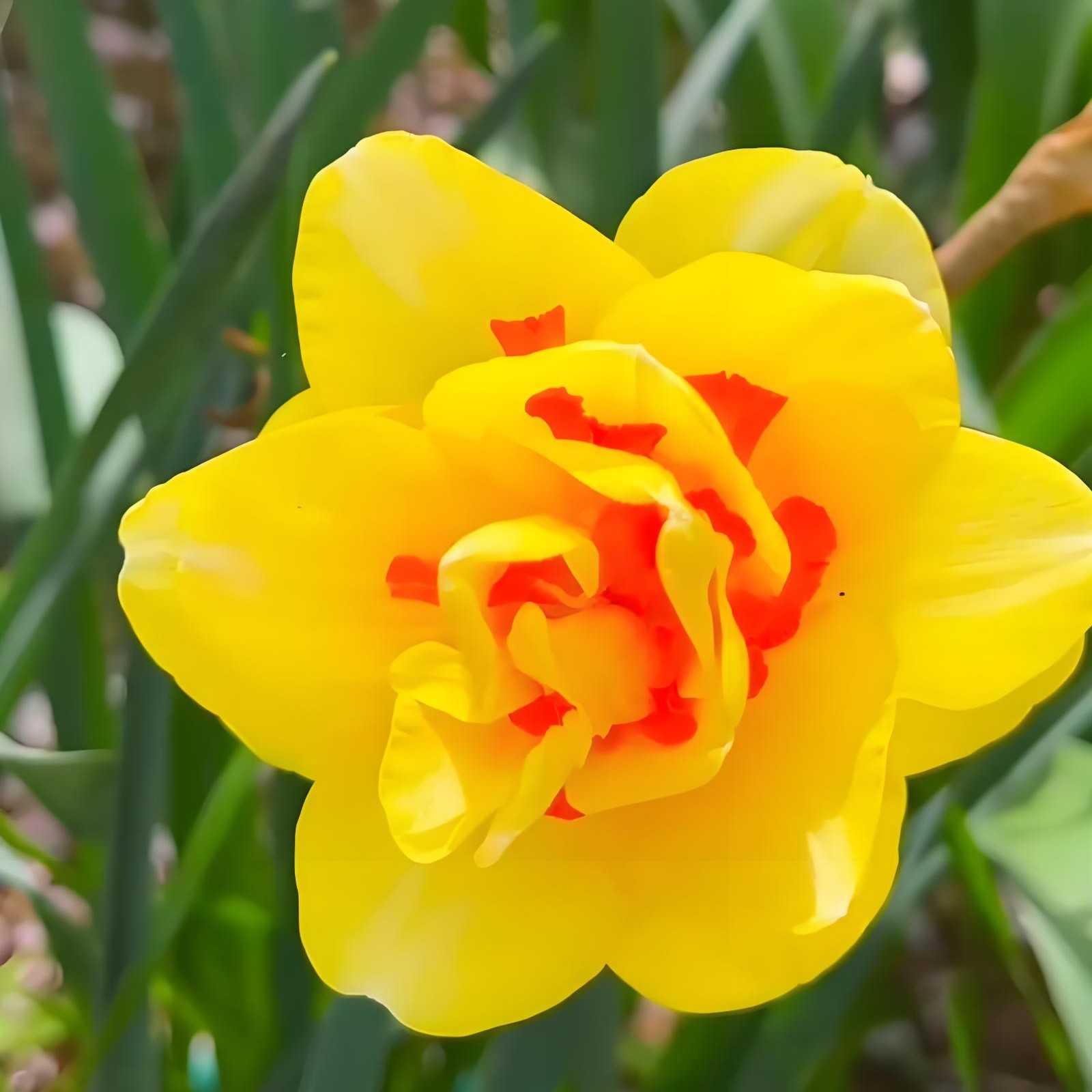 水仙花种球进口洋水仙 
