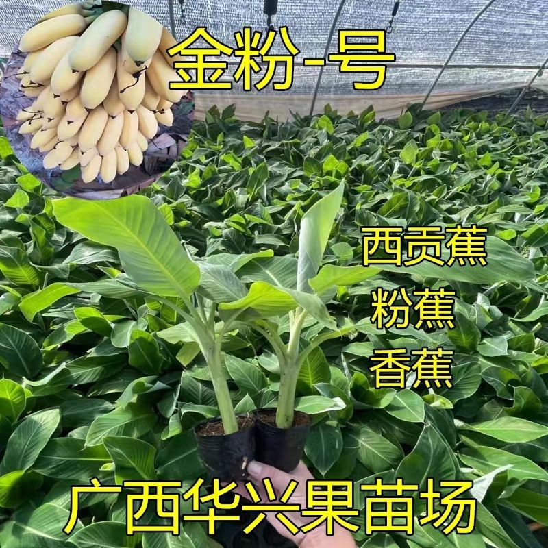 广西粉蕉苗树苗金粉1号香蕉苗四季种植西贡蕉苗皇帝蕉苗带土