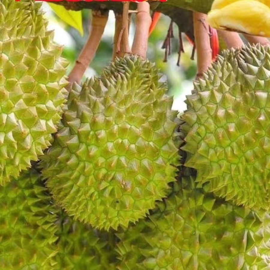 正宗榴莲树苗猫山王榴莲金枕嫁接苗南方热带种植带土