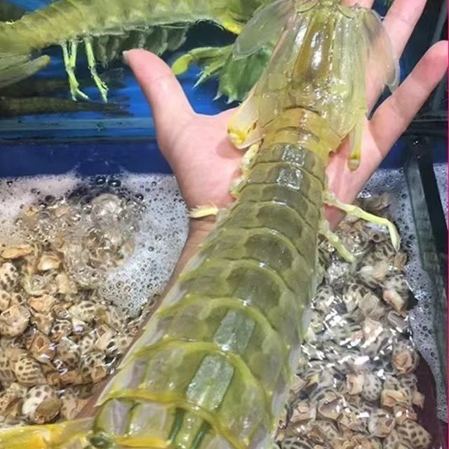 关7_单拍全公或全母超大皮皮虾国产富贵虾活煮蒸熟冷冻顺丰空运