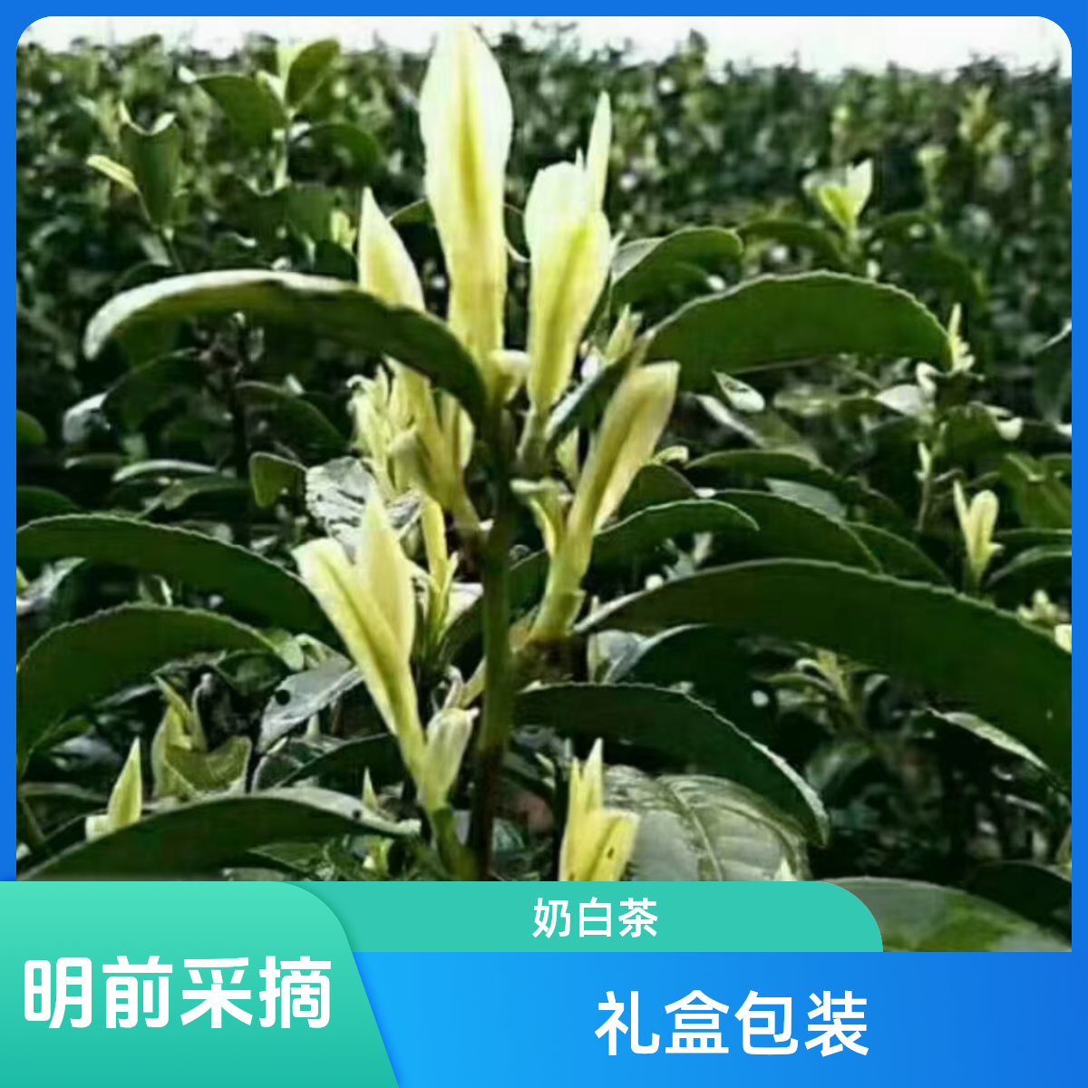 2025新茶昆铜奶白茶奶香浓郁