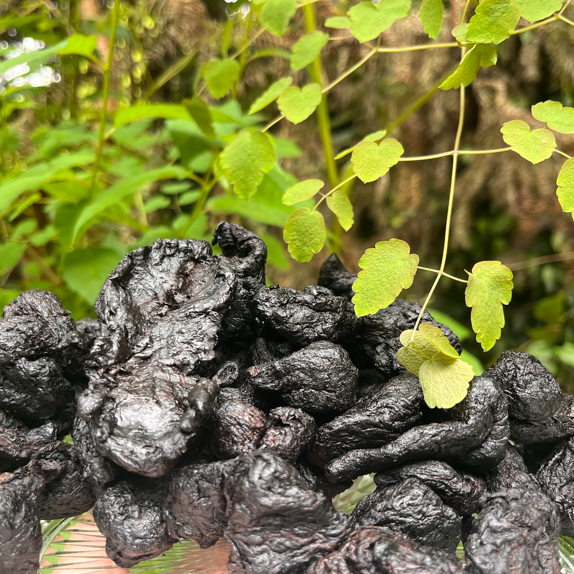 1【熟-地-黄】净含量：500g【小徐现收】
