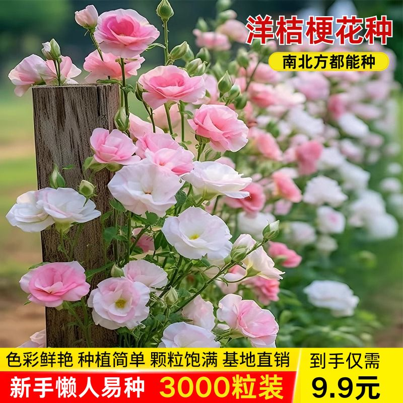 【抢9.9元3000粒】洋桔梗花四季易活阳台庭院盆栽南北种植花种子