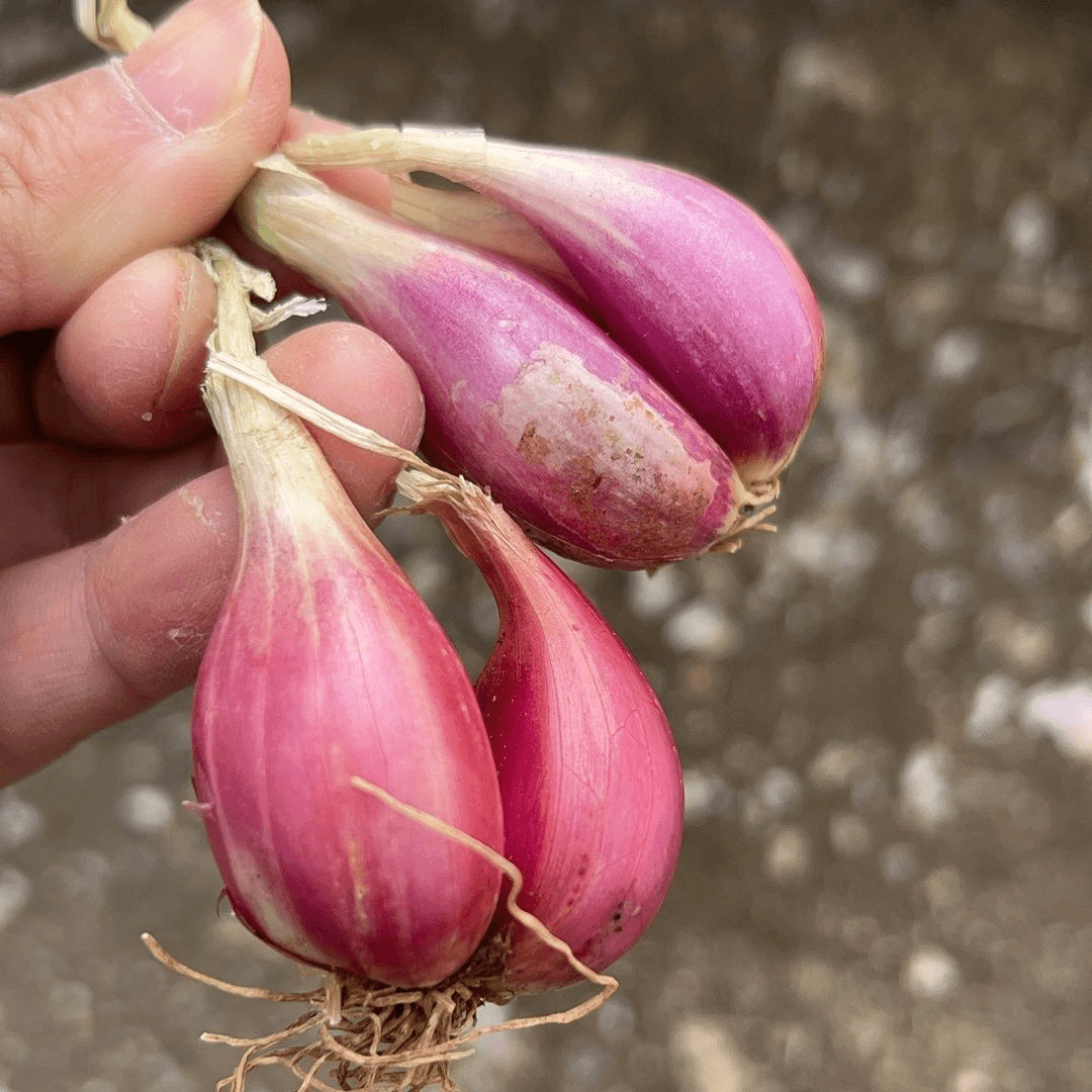 红葱头种四季葱头干新鲜葱头花盆栽红葱头种四季香葱火葱种子葱头商品图