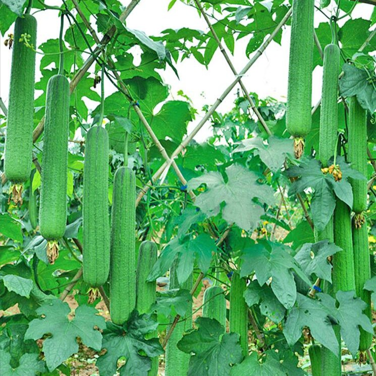 拍一发三肉丝瓜种子瓜种籽子春季夏季庭院种植菜种籽四季蔬菜种子