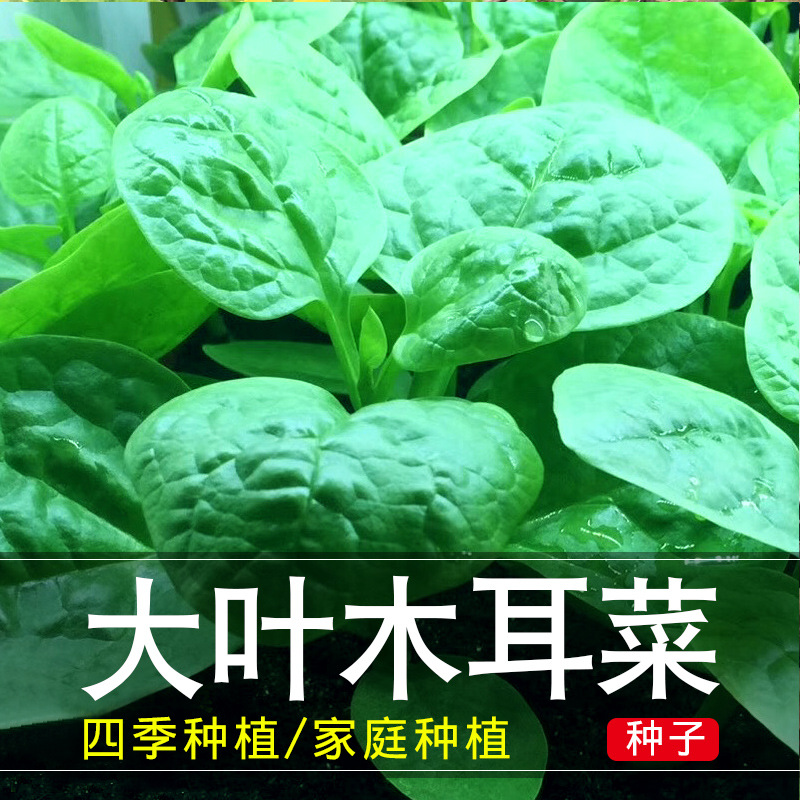 （拍一发三）蔬菜种籽大叶木耳菜种子四季春秋蔬菜种籽孑