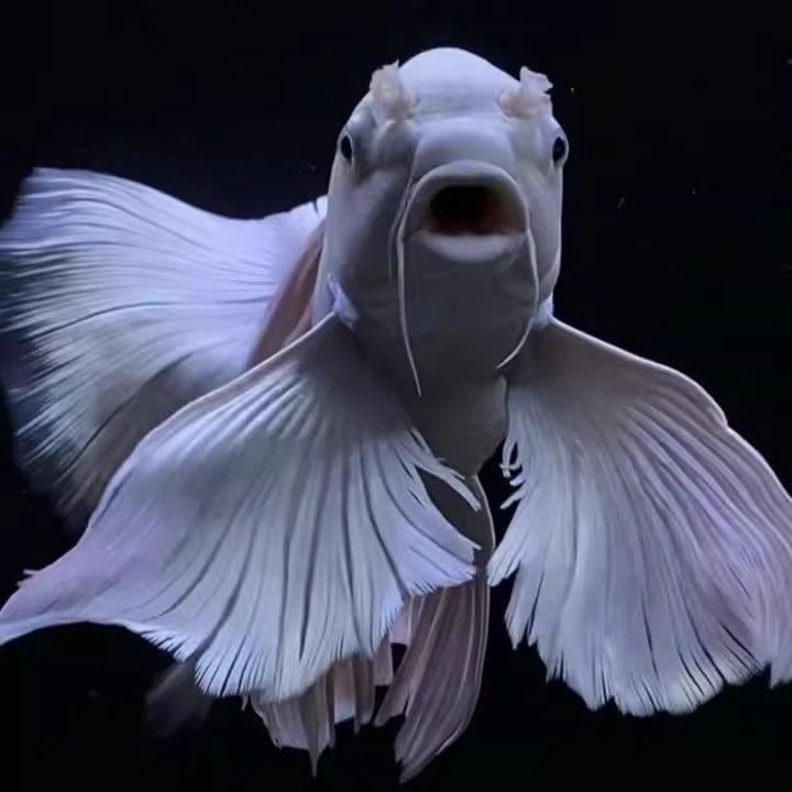 台湾蝴蝶鲤鱼纯种普身大鳍大尾锦鲤冷水鱼金鱼观赏发财鱼