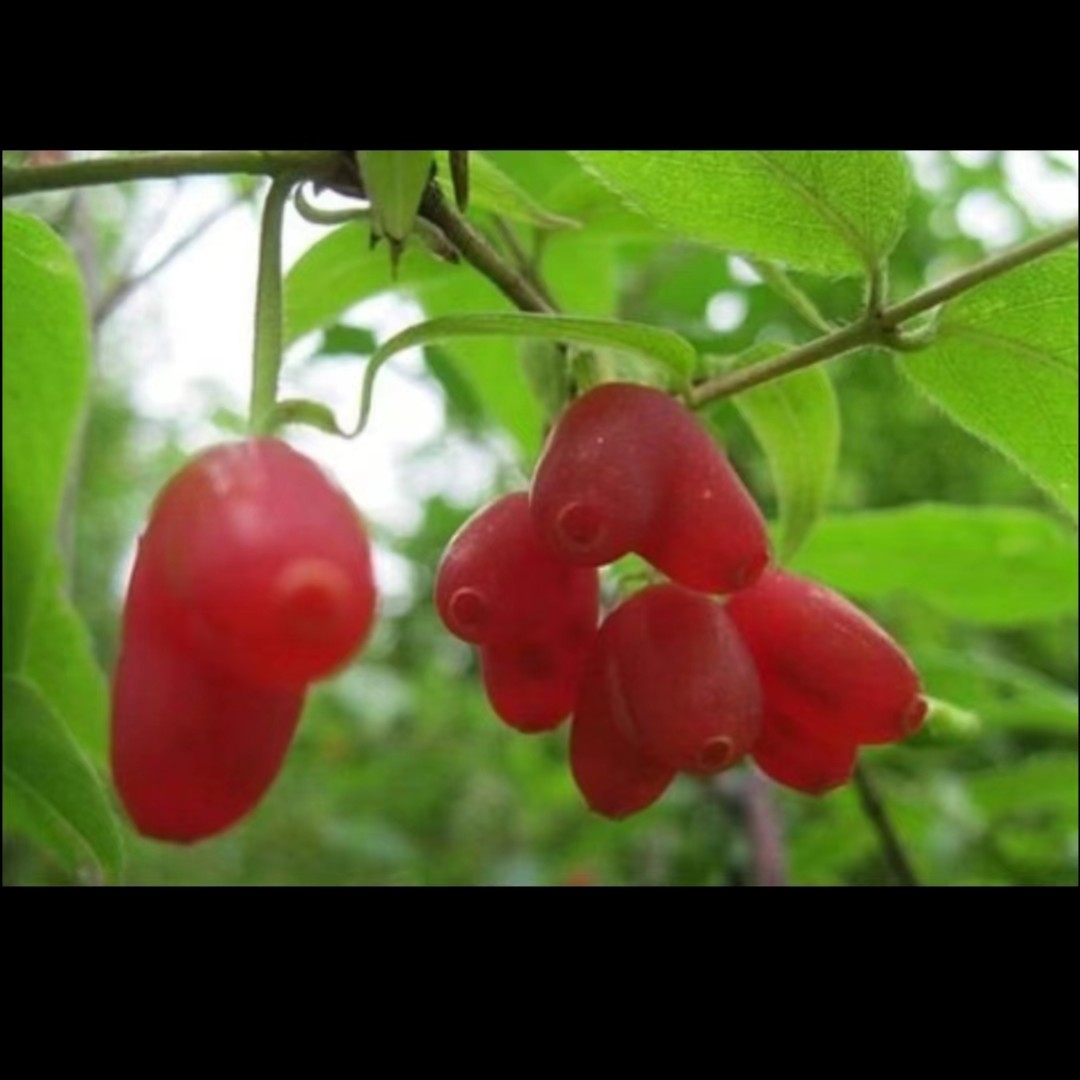 爱心果，黄金朴，黄连木唐梨黄栌