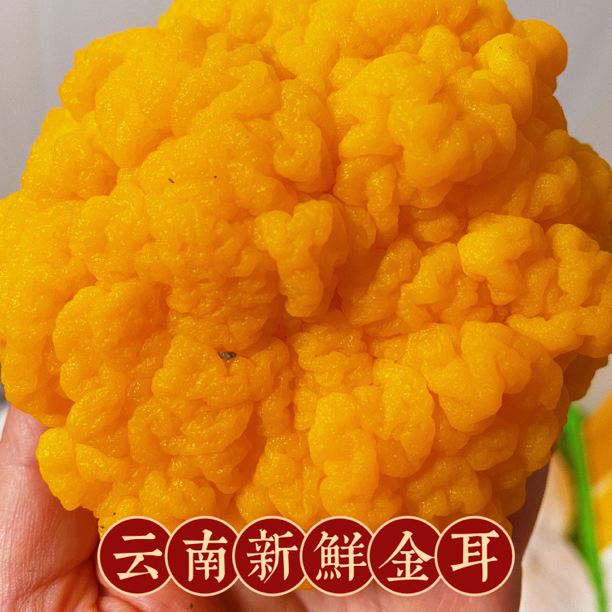 新鲜金耳菌子绣球菌500克金耳菌胶质火锅满满Q弹顺丰包邮