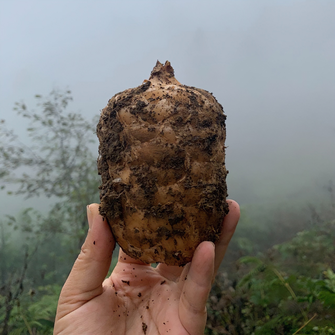 云南昭通小草坝新鲜仿野种植天 麻1/3/5斤鲜麻包邮