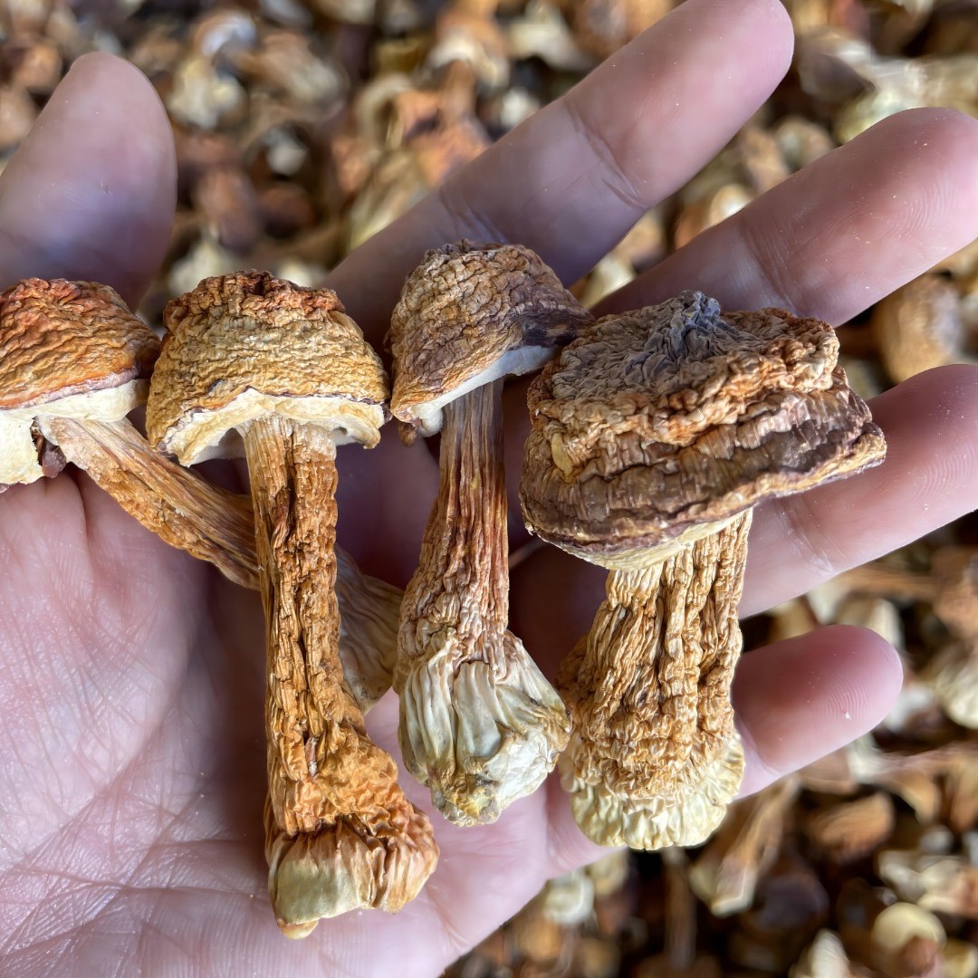 姬松茸干货特级250g云南特产菌菇类干蘑菇食用菌