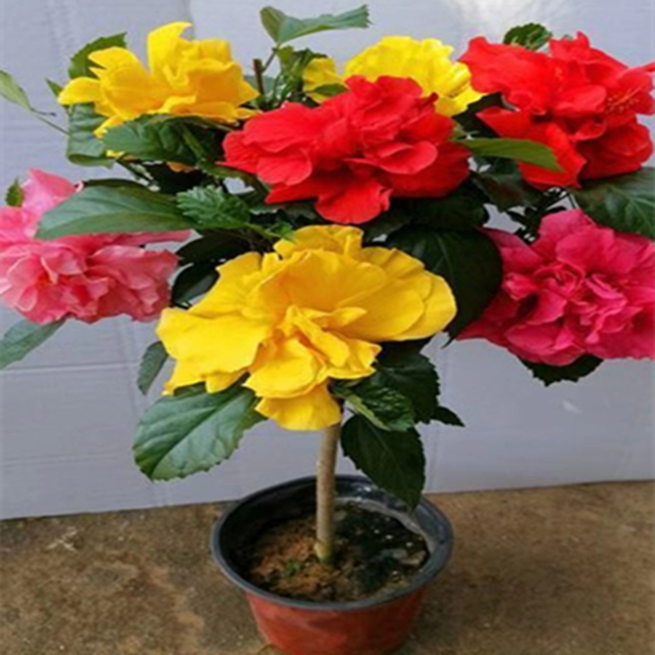 多色重瓣扶桑花 木槿 精品嫁接  庭院 阳台夏季容易好养植物大颗