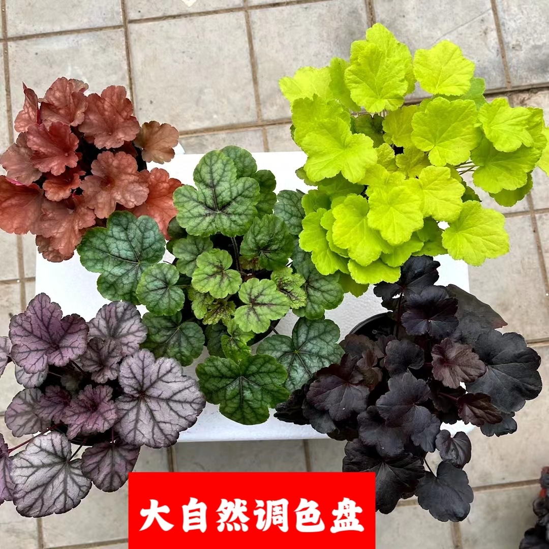 矾根花多年生植物阳台花园调色花颜色色多艳丽 ￼