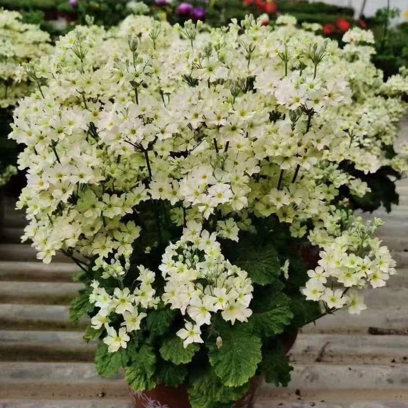 报春花盆栽花卉 花苗 喜凉花卉 易爆花植物 年宵花卉四季樱花