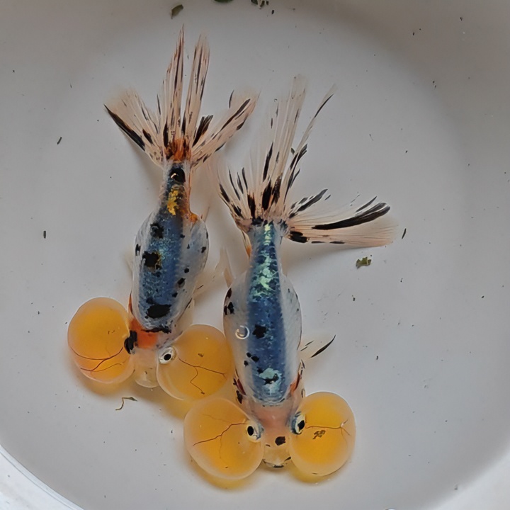五花水泡传统金鱼