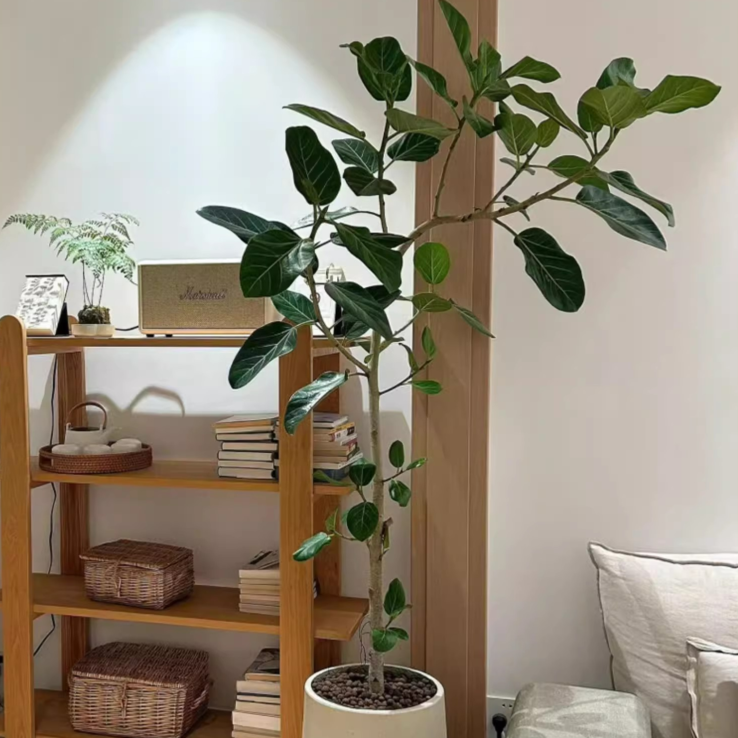 造型款高山榕室内造型绿植盆栽夏天修剪种植新鲜培植发货退换原生