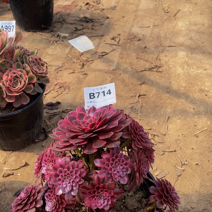 多肉植物法师B714多肉植物